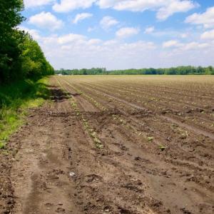 Photo of UNDER CONTRACT!  130 Acres of Prime Farm and Commercial Land For Sale in Jones County NC!