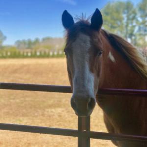 Photo of UNDER CONTRACT!  10 Acres of Residential and Equestrian Property for Sale in Edgecombe County NC!