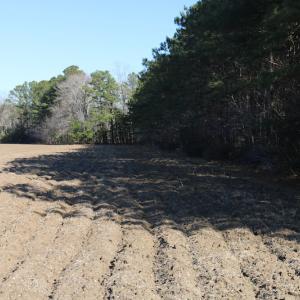 Photo of UNDER CONTRACT!  40 Acres of Residential Hunting Land For Sale in Accomack County VA!