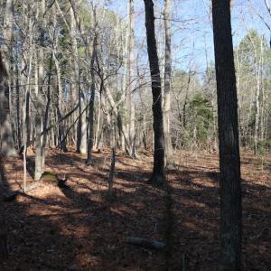Photo of UNDER CONTRACT!  40 Acres of Residential Hunting Land For Sale in Accomack County VA!