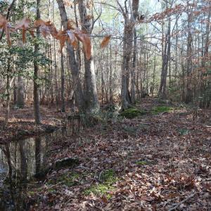 Photo of UNDER CONTRACT!  40 Acres of Residential Hunting Land For Sale in Accomack County VA!