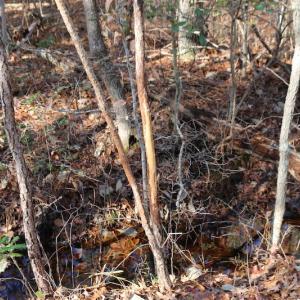 Photo of UNDER CONTRACT!  40 Acres of Residential Hunting Land For Sale in Accomack County VA!