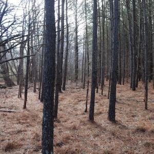 Photo of UNDER CONTRACT!  40 Acres of Residential Hunting Land For Sale in Accomack County VA!