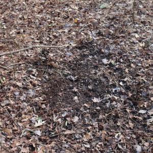 Photo of UNDER CONTRACT!  40 Acres of Residential Hunting Land For Sale in Accomack County VA!