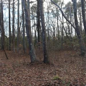 Photo of UNDER CONTRACT!  40 Acres of Residential Hunting Land For Sale in Accomack County VA!