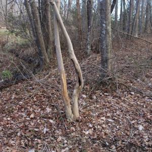 Photo of UNDER CONTRACT!  40 Acres of Residential Hunting Land For Sale in Accomack County VA!