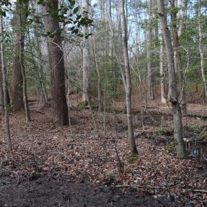 Photo of UNDER CONTRACT!  40 Acres of Residential Hunting Land For Sale in Accomack County VA!