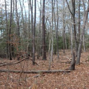 Photo of UNDER CONTRACT!  40 Acres of Residential Hunting Land For Sale in Accomack County VA!