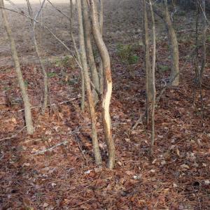 Photo of UNDER CONTRACT!  40 Acres of Residential Hunting Land For Sale in Accomack County VA!