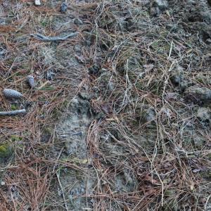 Photo of UNDER CONTRACT!  40 Acres of Residential Hunting Land For Sale in Accomack County VA!