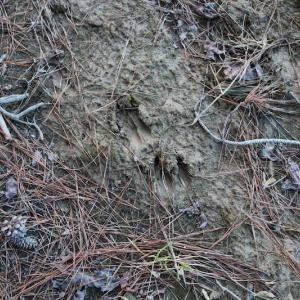 Photo of UNDER CONTRACT!  40 Acres of Residential Hunting Land For Sale in Accomack County VA!