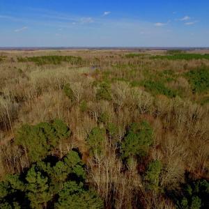 Photo of UNDER CONTRACT!  11.4 Acres of Hunting Land with Duck Swamp For Sale in Halifax County NC!