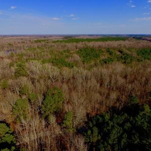 Photo of UNDER CONTRACT!  11.4 Acres of Hunting Land with Duck Swamp For Sale in Halifax County NC!
