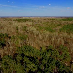 Photo of UNDER CONTRACT!  11.4 Acres of Hunting Land with Duck Swamp For Sale in Halifax County NC!