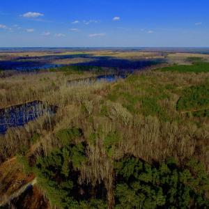 Photo of UNDER CONTRACT!  11.4 Acres of Hunting Land with Duck Swamp For Sale in Halifax County NC!
