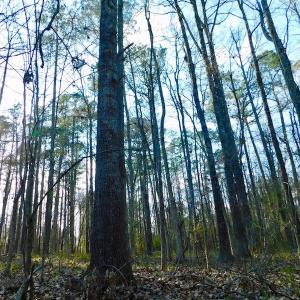 Photo of UNDER CONTRACT!  11.4 Acres of Hunting Land with Duck Swamp For Sale in Halifax County NC!