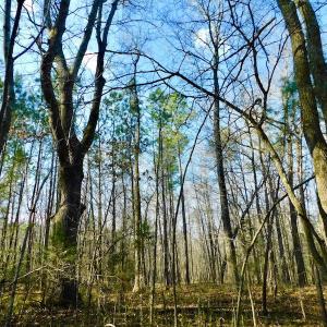 Photo of UNDER CONTRACT!  11.4 Acres of Hunting Land with Duck Swamp For Sale in Halifax County NC!