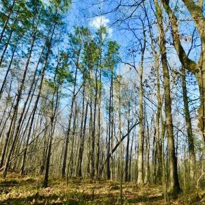 Photo of UNDER CONTRACT!  11.4 Acres of Hunting Land with Duck Swamp For Sale in Halifax County NC!