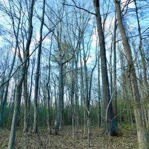 Photo of UNDER CONTRACT!  11.4 Acres of Hunting Land with Duck Swamp For Sale in Halifax County NC!
