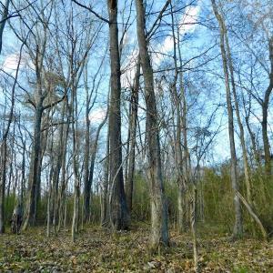 Photo of UNDER CONTRACT!  11.4 Acres of Hunting Land with Duck Swamp For Sale in Halifax County NC!