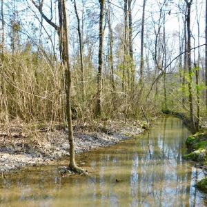 Photo of UNDER CONTRACT!  11.4 Acres of Hunting Land with Duck Swamp For Sale in Halifax County NC!