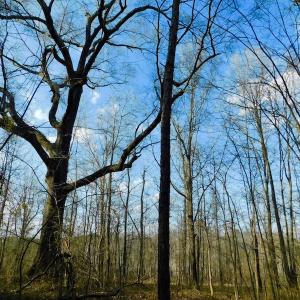 Photo of UNDER CONTRACT!  11.4 Acres of Hunting Land with Duck Swamp For Sale in Halifax County NC!