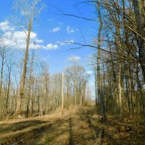 Photo of UNDER CONTRACT!  11.4 Acres of Hunting Land with Duck Swamp For Sale in Halifax County NC!