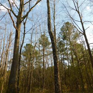 Photo of UNDER CONTRACT!  11.4 Acres of Hunting Land with Duck Swamp For Sale in Halifax County NC!