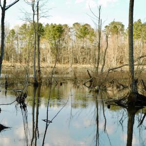 Photo of UNDER CONTRACT!  11.4 Acres of Hunting Land with Duck Swamp For Sale in Halifax County NC!