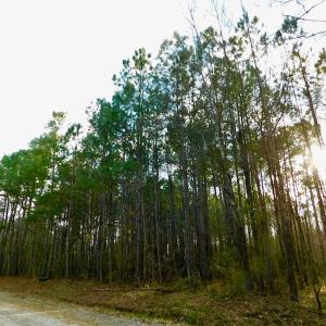 Photo of UNDER CONTRACT!  11.4 Acres of Hunting Land with Duck Swamp For Sale in Halifax County NC!