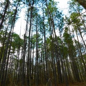 Photo of UNDER CONTRACT!  11.4 Acres of Hunting Land with Duck Swamp For Sale in Halifax County NC!
