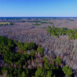 Photo of UNDER CONTRACT!  43.7 Acres of Hunting Land For Sale in Gates County NC!