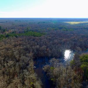 Photo of UNDER CONTRACT!  43.7 Acres of Hunting Land For Sale in Gates County NC!