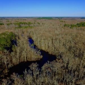Photo of UNDER CONTRACT!  43.7 Acres of Hunting Land For Sale in Gates County NC!