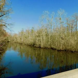 Photo of UNDER CONTRACT!  43.7 Acres of Hunting Land For Sale in Gates County NC!