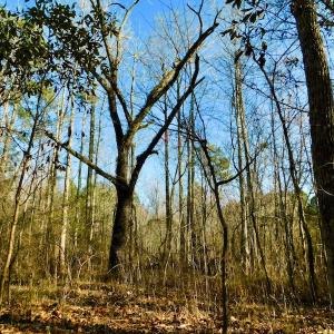 Photo of UNDER CONTRACT!  43.7 Acres of Hunting Land For Sale in Gates County NC!