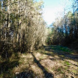 Photo of UNDER CONTRACT!  43.7 Acres of Hunting Land For Sale in Gates County NC!