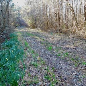 Photo of UNDER CONTRACT!  43.7 Acres of Hunting Land For Sale in Gates County NC!