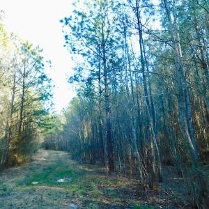 Photo of UNDER CONTRACT!  43.7 Acres of Hunting Land For Sale in Gates County NC!