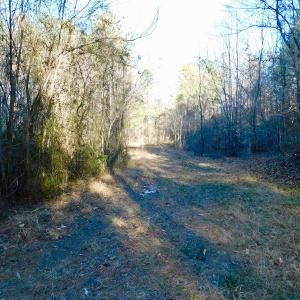 Photo of UNDER CONTRACT!  43.7 Acres of Hunting Land For Sale in Gates County NC!