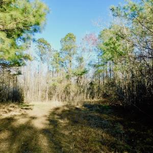 Photo of UNDER CONTRACT!  43.7 Acres of Hunting Land For Sale in Gates County NC!