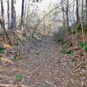 Photo of UNDER CONTRACT!  43.7 Acres of Hunting Land For Sale in Gates County NC!