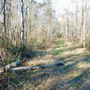 Photo of UNDER CONTRACT!  43.7 Acres of Hunting Land For Sale in Gates County NC!