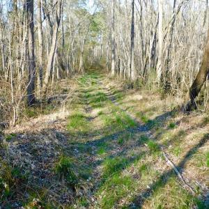 Photo of UNDER CONTRACT!  43.7 Acres of Hunting Land For Sale in Gates County NC!