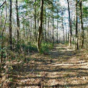 Photo of UNDER CONTRACT!  43.7 Acres of Hunting Land For Sale in Gates County NC!