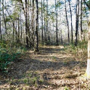 Photo of UNDER CONTRACT!  43.7 Acres of Hunting Land For Sale in Gates County NC!