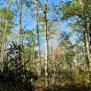 Photo of UNDER CONTRACT!  43.7 Acres of Hunting Land For Sale in Gates County NC!