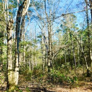 Photo of UNDER CONTRACT!  43.7 Acres of Hunting Land For Sale in Gates County NC!