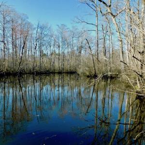 Photo of UNDER CONTRACT!  43.7 Acres of Hunting Land For Sale in Gates County NC!