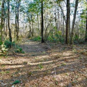 Photo of UNDER CONTRACT!  43.7 Acres of Hunting Land For Sale in Gates County NC!